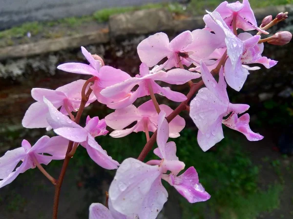 Purple Orchids Orchidaceae Nature Background — ストック写真