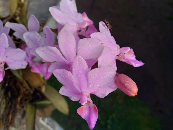 Purple Orchids Orchidaceae Nature Background — Stockfoto