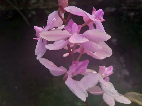 Purple Orchids Orchidaceae Nature Background — ストック写真
