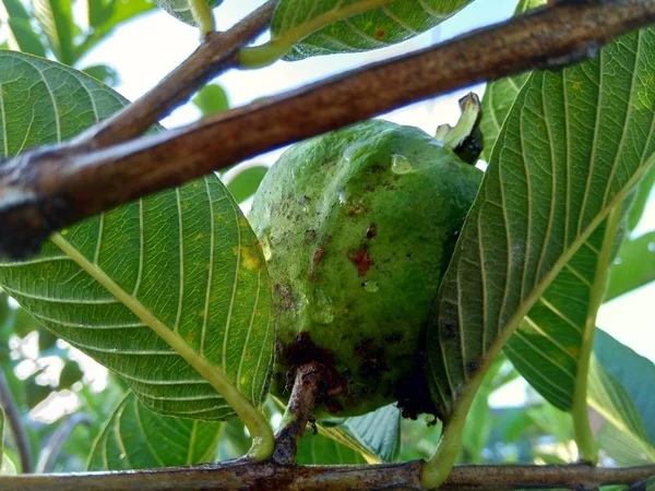 Green Guava Common Guava Psidium Guajava Tree — Stock Photo, Image