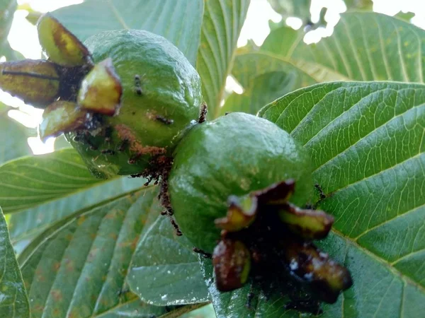 Πράσινο Guava Κοινή Guava Psidium Guajava Στο Δέντρο — Φωτογραφία Αρχείου