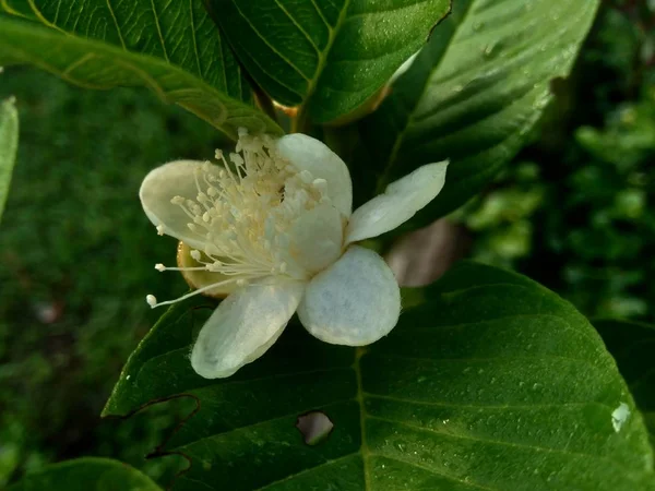 Kvajávový Květ Guava Obecná Psidium Guajava Stromě — Stock fotografie