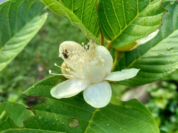 Fleur Goyave Goyave Commune Psidium Guajava Sur Arbre — Photo