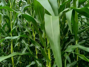 Mısır tarlası (mısır tarlası, Zea mays ssp. Bahçede.