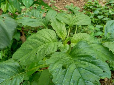 Yeşil ıspanak (Amaranthus spp.) Doğa arka planında