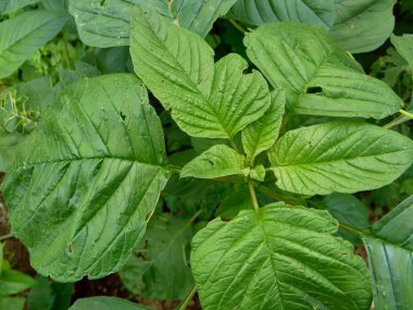 Yeşil ıspanak (Amaranthus spp.) Doğa arka planında