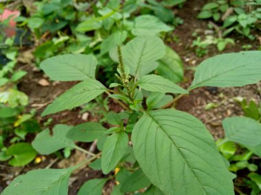 Dikenli yaban domuzu, dikenli yosun, dikenli araranth (Amaranthus Spinosus) doğada yetişen bir dikenli ağaçtır.