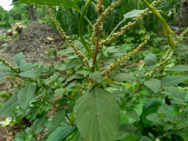Spiny amaranth, Spiny pigweed, Prickly amaranth or Thorny amaranth (Amaranthus Spinosus) is the spiky tree growing in the nature herb garden