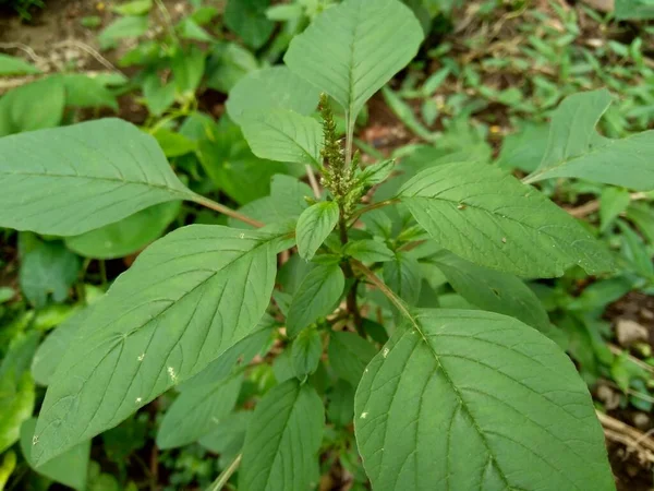 Stacheliger Amaranth Stachelschwein Stacheliger Amaranth Oder Dorniger Amaranth Amaranthus Spinosus — Stockfoto