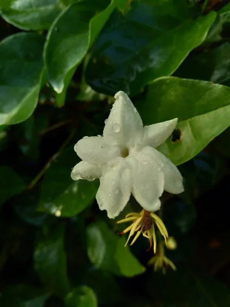 Close Flor Jasmim Isolada Jasminum Sambac Árvore — Fotografia de Stock