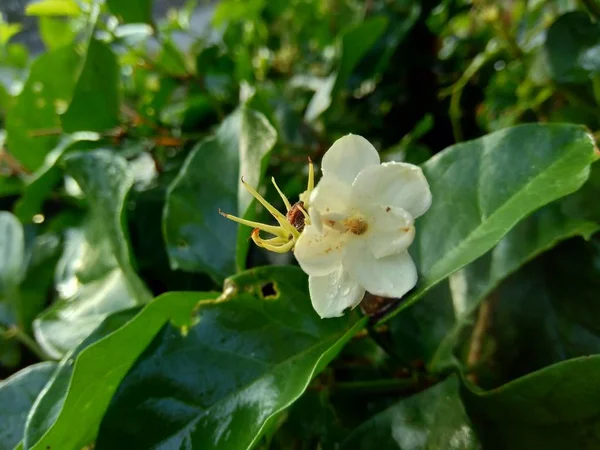 Cerrar Flor Aislada Jazmín Jasminum Sambac Árbol —  Fotos de Stock