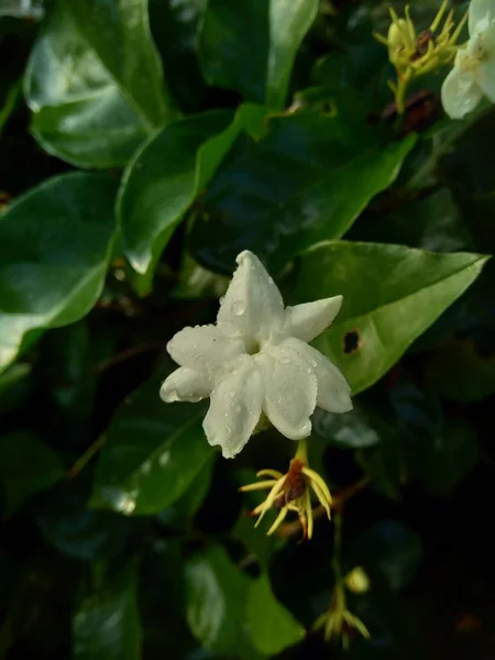 Zblízka Izolovaný Jasmínový Květ Jasminum Sambac Stromě — Stock fotografie