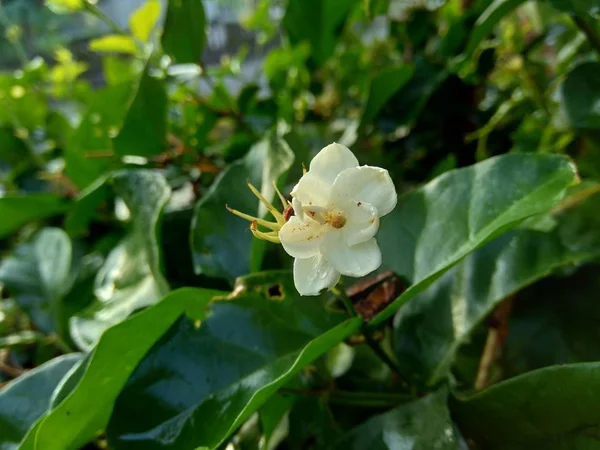 Zamknij Odizolowany Kwiat Jaśminu Jasminum Sambac Drzewie — Zdjęcie stockowe