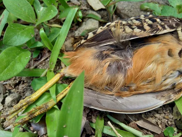 Mrtvá Indonéská Křepelka Coturnix Ypsilophora Také Známá Jako Hnědá Křepelka — Stock fotografie