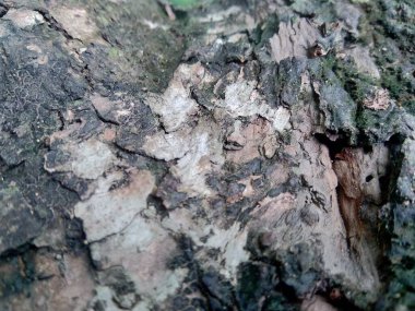 Ahşap doğal doku arka planını kapat. Arkaplan ürünü için metin, tırnak ya da iş tasarımı için eski ahşap dokusu.