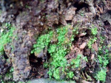 Ahşap doğal doku arka planını kapat. Arkaplan ürünü için metin, tırnak ya da iş tasarımı için eski ahşap dokusu.
