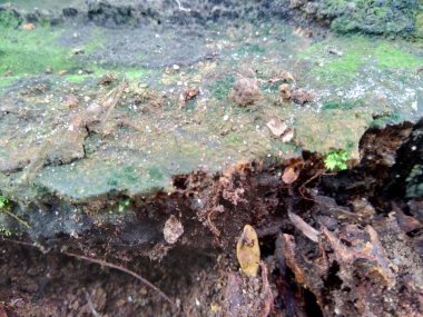 Ahşap doğal doku arka planını kapat. Arkaplan ürünü için metin, tırnak ya da iş tasarımı için eski ahşap dokusu.