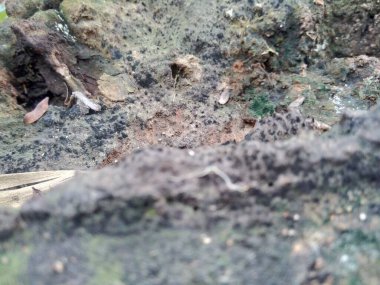 Ahşap doğal doku arka planını kapat. Arkaplan ürünü için metin, tırnak ya da iş tasarımı için eski ahşap dokusu.