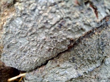 Ahşap doğal doku arka planını kapat. Arkaplan ürünü için metin, tırnak ya da iş tasarımı için eski ahşap dokusu.