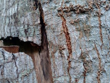 Ahşap doğal doku arka planını kapat. Arkaplan ürünü için metin, tırnak ya da iş tasarımı için eski ahşap dokusu.