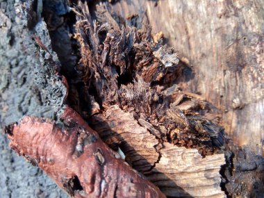 Ahşap doğal doku arka planını kapat. Arkaplan ürünü için metin, tırnak ya da iş tasarımı için eski ahşap dokusu.