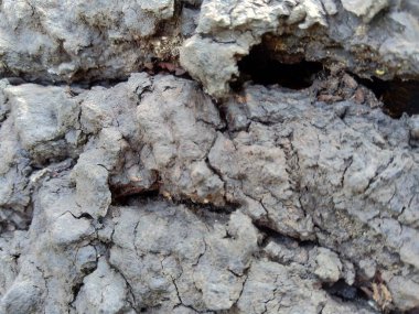 Ahşap doğal doku arka planını kapat. Arkaplan ürünü için metin, tırnak ya da iş tasarımı için eski ahşap dokusu.