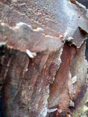 Ahşap doğal doku arka planını kapat. Arkaplan ürünü için metin, tırnak ya da iş tasarımı için eski ahşap dokusu.