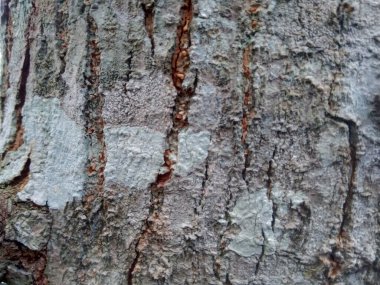 Ahşap doğal doku arka planını kapat. Arkaplan ürünü için metin, tırnak ya da iş tasarımı için eski ahşap dokusu.