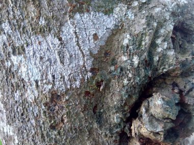 Ahşap doğal doku arka planını kapat. Arkaplan ürünü için metin, tırnak ya da iş tasarımı için eski ahşap dokusu.