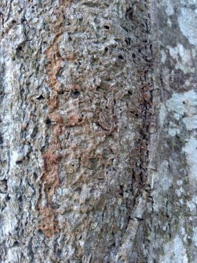 Ahşap doğal doku arka planını kapat. Arkaplan ürünü için metin, tırnak ya da iş tasarımı için eski ahşap dokusu.