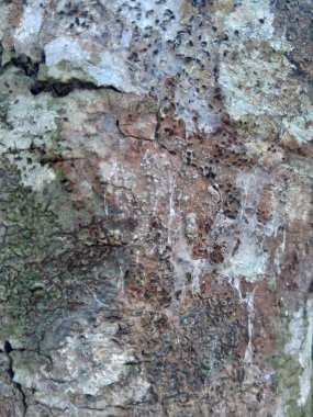 Ahşap doğal doku arka planını kapat. Arkaplan ürünü için metin, tırnak ya da iş tasarımı için eski ahşap dokusu.