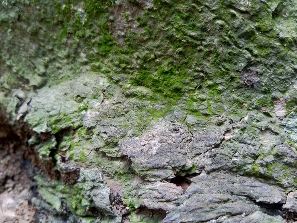 Close Fundo Textura Natural Madeira Textura Madeira Antiga Para Adicionar — Fotografia de Stock