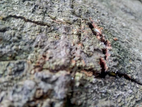 Cerrar Fondo Textura Natural Madera Textura Madera Vieja Para Añadir —  Fotos de Stock