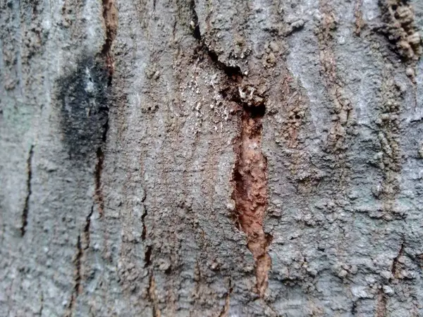 Tæt Træ Naturlig Tekstur Baggrund Gammel Træ Tekstur Til Tilføje - Stock-foto