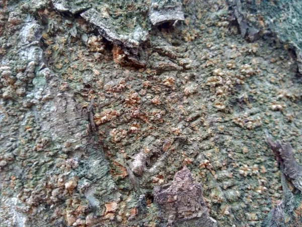 Cerrar Fondo Textura Natural Madera Textura Madera Vieja Para Añadir —  Fotos de Stock