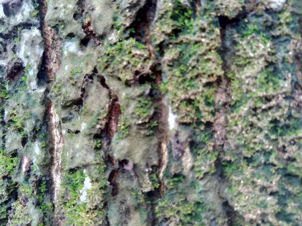 Zavřít Dřevěné Přírodní Textury Pozadí Stará Textura Dřeva Pro Přidání — Stock fotografie