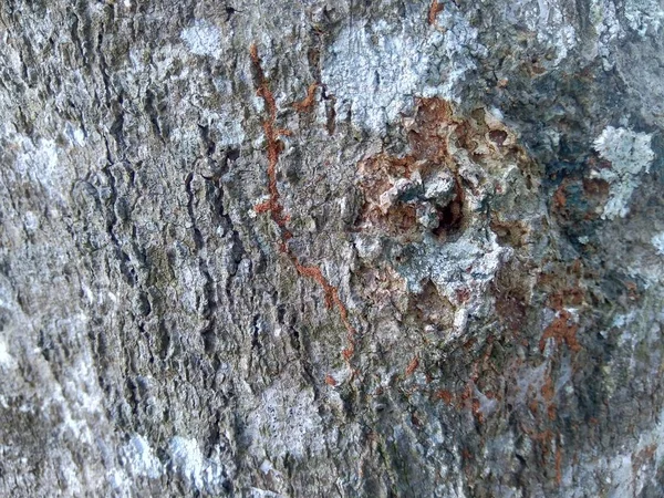 Zavřít Dřevěné Přírodní Textury Pozadí Stará Textura Dřeva Pro Přidání — Stock fotografie