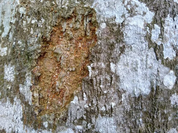 Närbild Trä Naturliga Konsistens Bakgrund Gammal Trästruktur För Att Lägga — Stockfoto