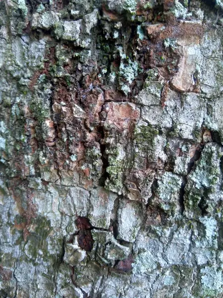 Närbild Trä Naturliga Konsistens Bakgrund Gammal Trästruktur För Att Lägga — Stockfoto