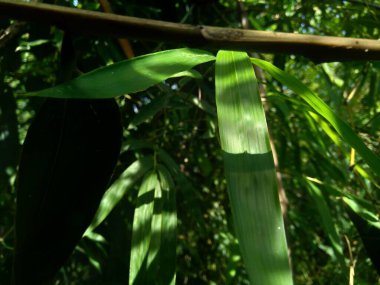 Doğadaki yeşil bambu yapraklarını kapatın.