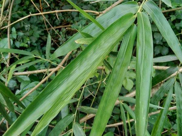 Grüne Bambusblätter Der Natur Hautnah Erleben — Stockfoto