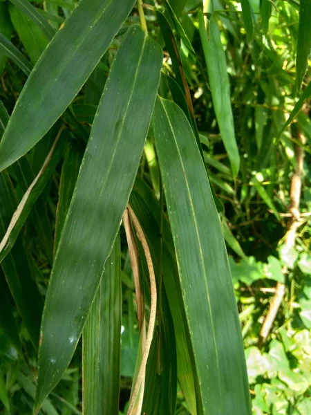 Cerca Hojas Bambú Verde Naturaleza — Foto de Stock