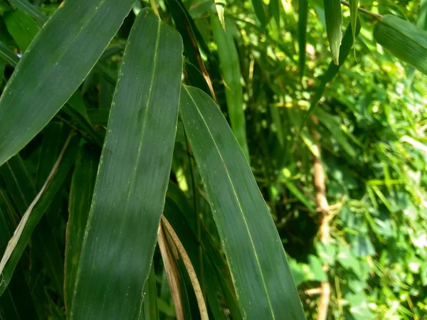 Grüne Bambusblätter Der Natur Hautnah Erleben — Stockfoto