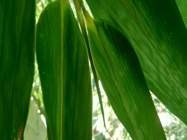 Cerca Hojas Bambú Verde Naturaleza —  Fotos de Stock