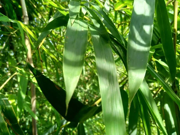Doğadaki Yeşil Bambu Yapraklarını Kapatın — Stok fotoğraf
