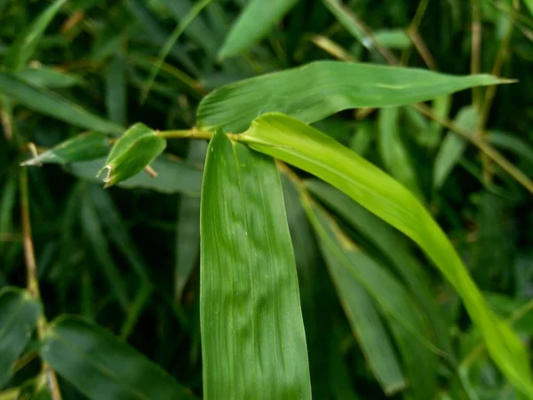 Grüne Bambusblätter Der Natur Hautnah Erleben — Stockfoto