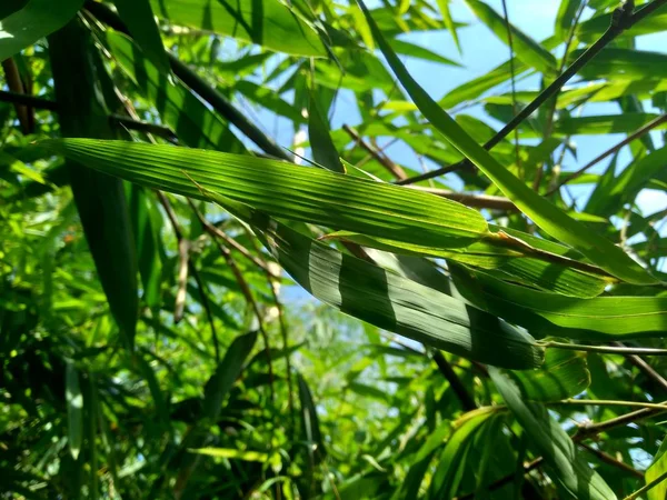 Grüne Bambusblätter Der Natur Hautnah Erleben — Stockfoto