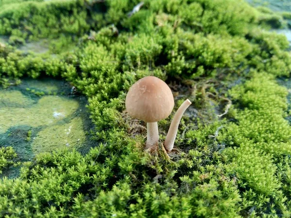 Kayalardaki Yosunlar Bryophyte Tipik Olarak Boyutları Sınırlıdır Nemli Ortamları Tercih — Stok fotoğraf