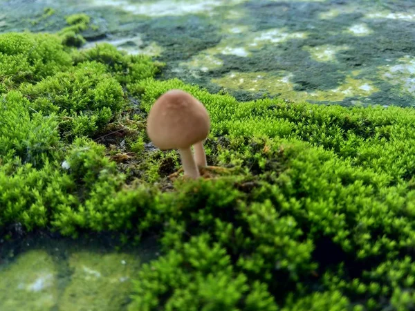 在岩石上的苔藓 其特征是体积小 喜欢潮湿的栖息地 也适用于背景或引文 — 图库照片
