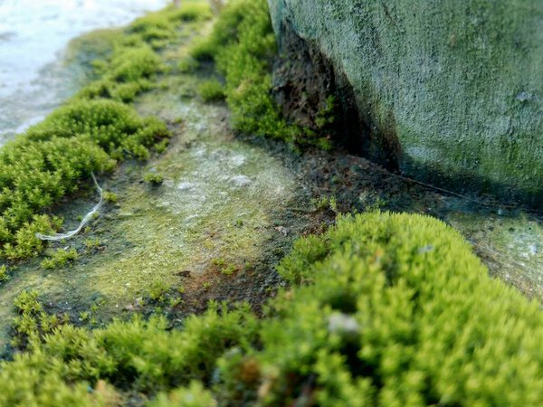 Mosses (bryophyte) on rocks, they are characteristically limited in size and prefer moist habitats. Also good for background or quotes.